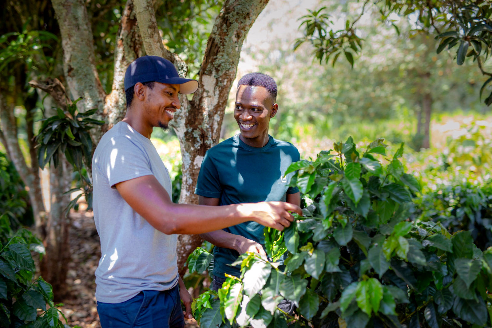 Two growers examining coffee plants on a Kenyan highland estate